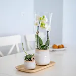 Apartamento Deluxe House